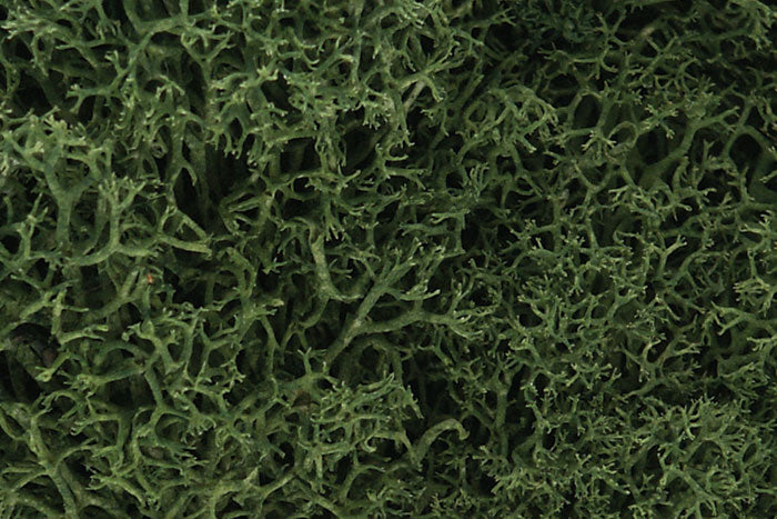 Lichen Medium Green