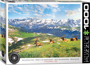 Mountain Elk - Wapiti de Montagne-Colorado,USA
